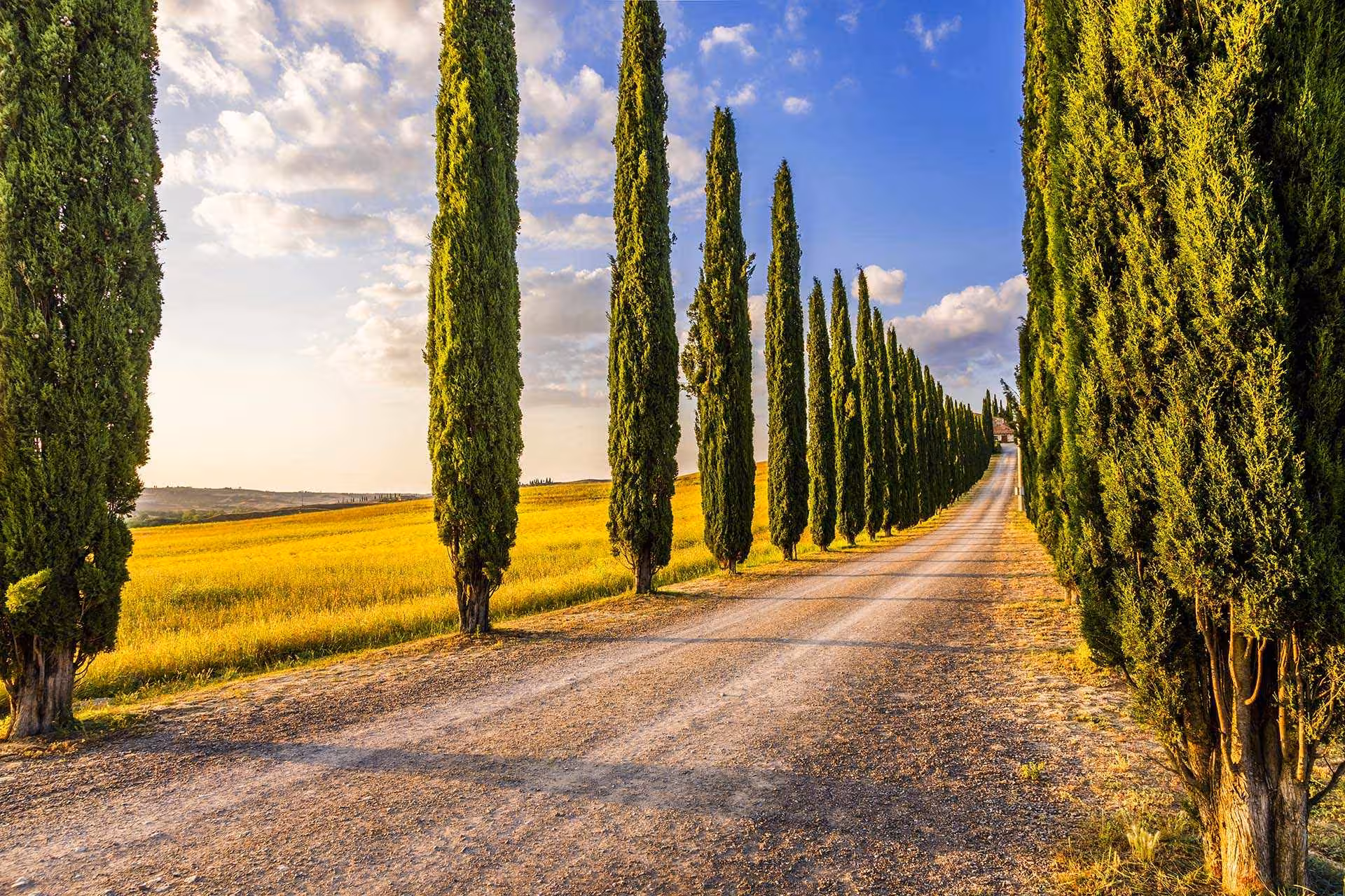 Strada di campagna toscana definita da una doppia fila di cipressi secolari.
